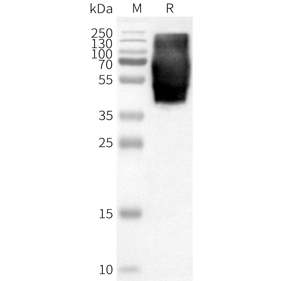 flp100129-gpr84-wb1.png