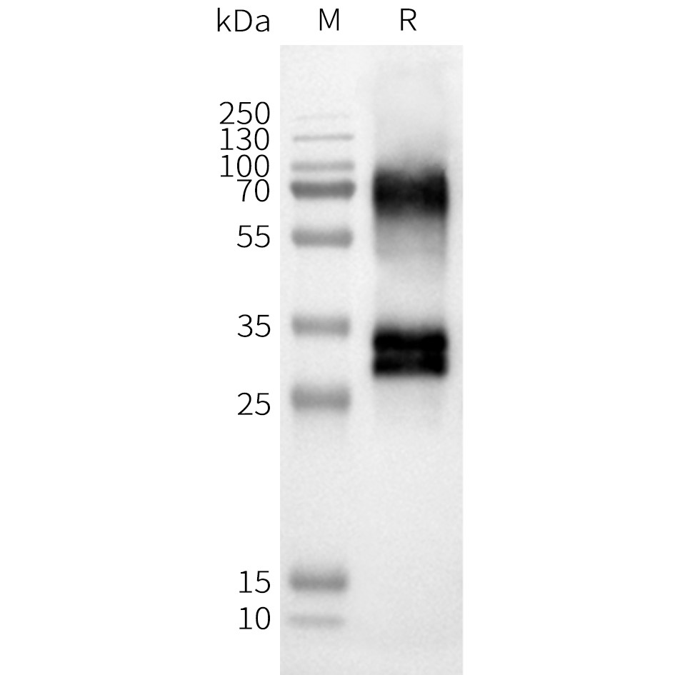 flp100137-or52d1-wb1.png