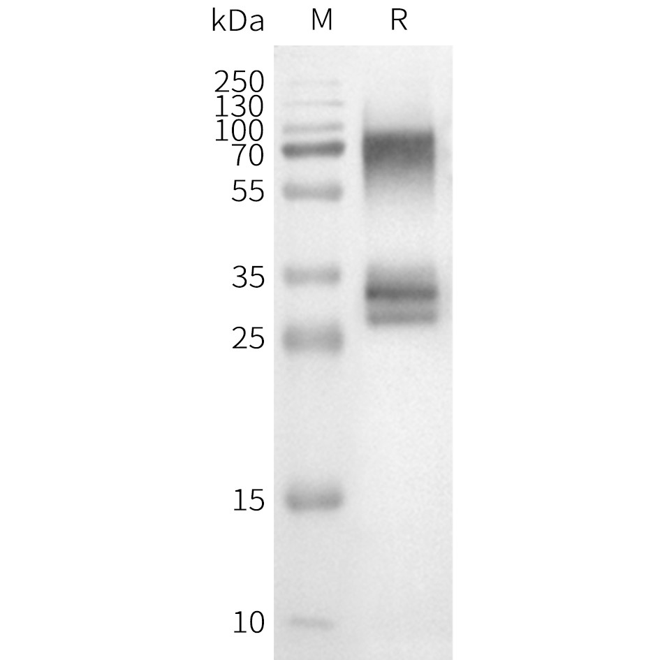 flp100150-or3a1-wb1.png