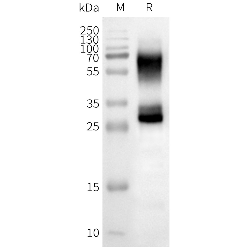 flp100151-or2b3-wb1.png
