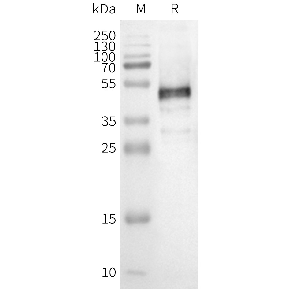 flp100152-or1e1-wb1.png