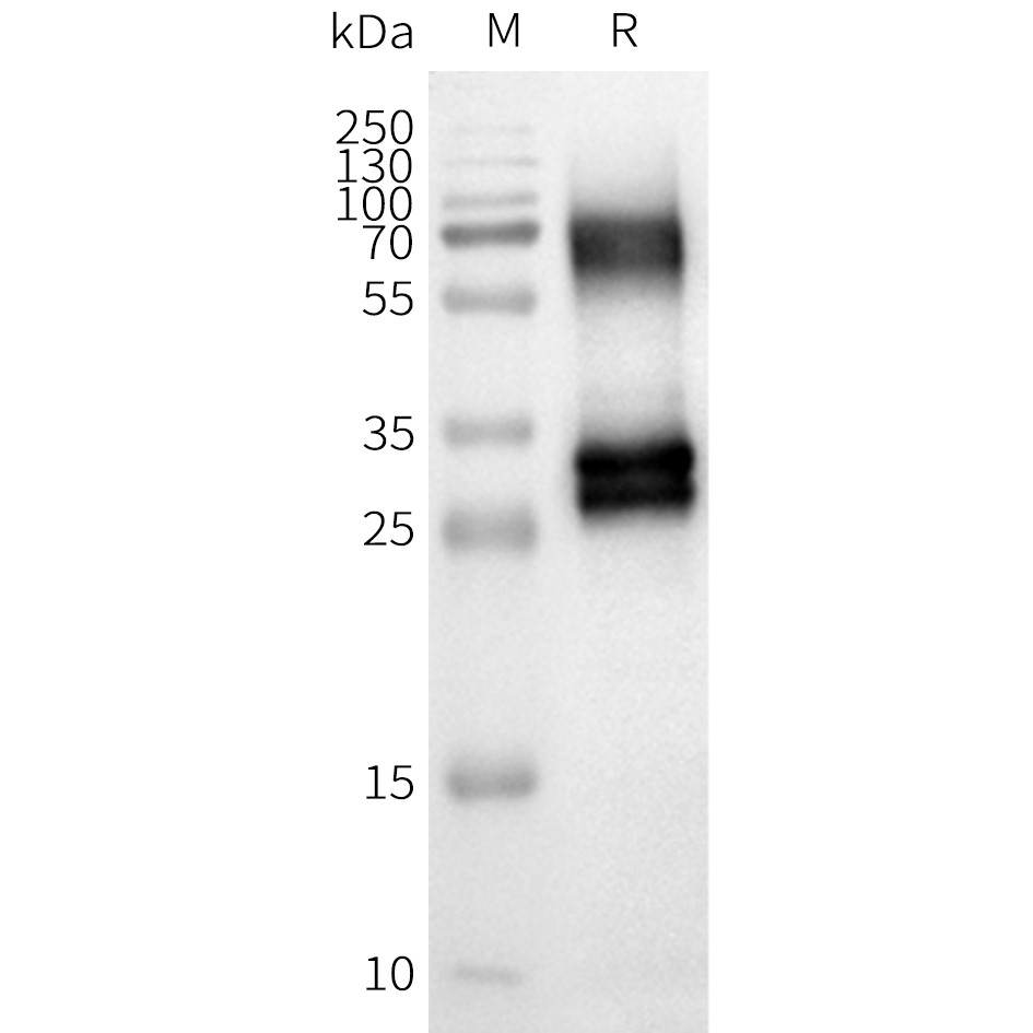 flp100153-or8u8-wb1.png