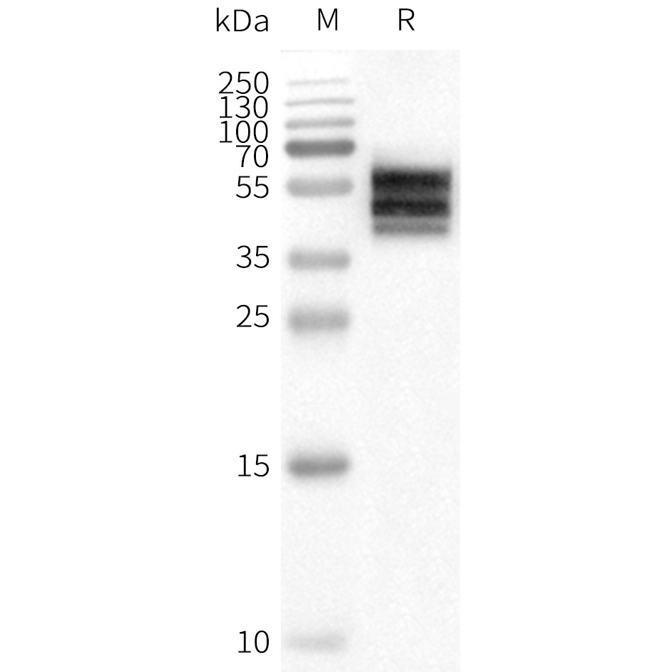 flp100230-drd2-wb1.png