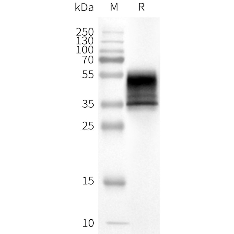 flp100333-kissr-wb1.png