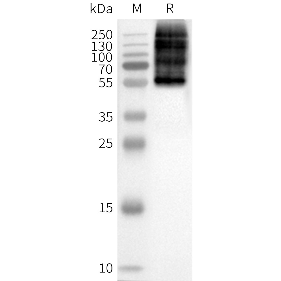 flp100384-oprm-wb1.png
