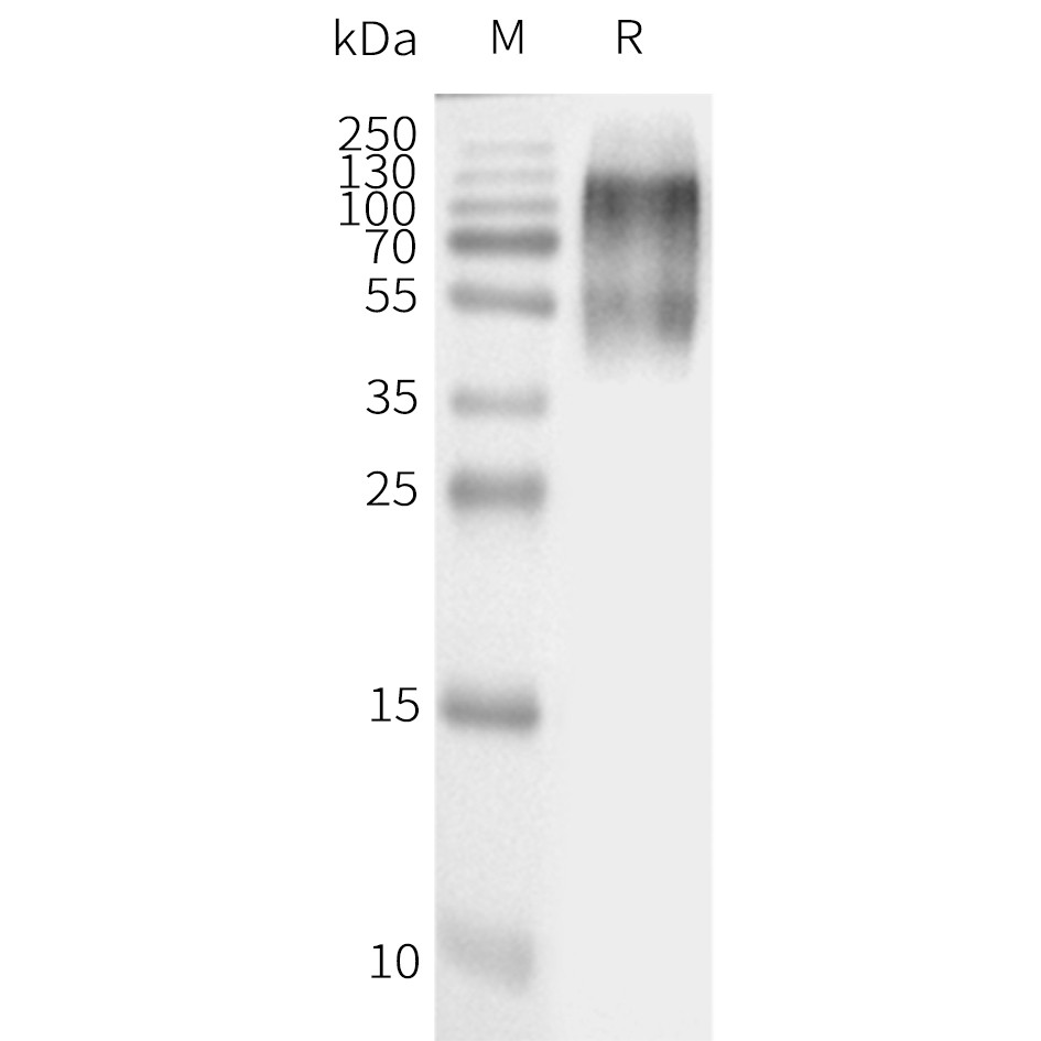 flp120212-agtr2-strep-wb1.png