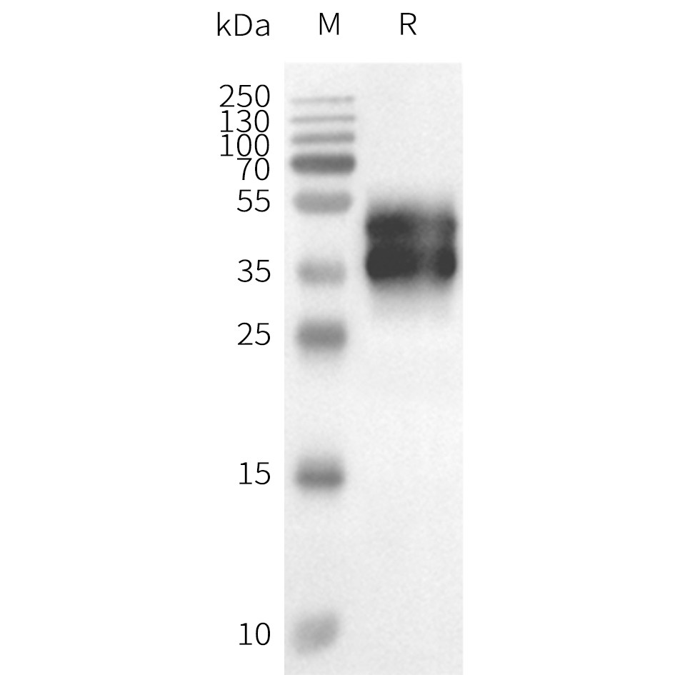 flp120313-gpr6-strep-wb1.png