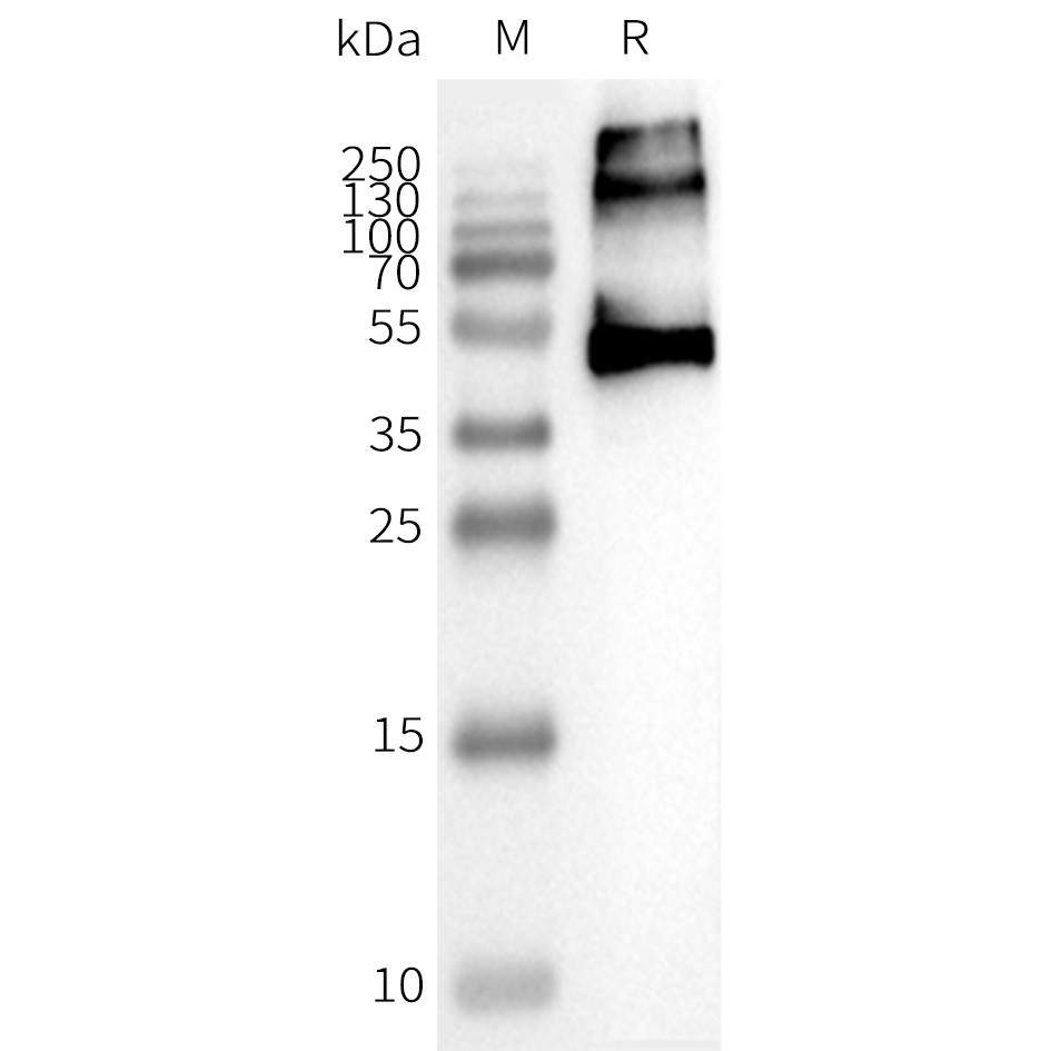 flp400028b-ccr2-wb1.png