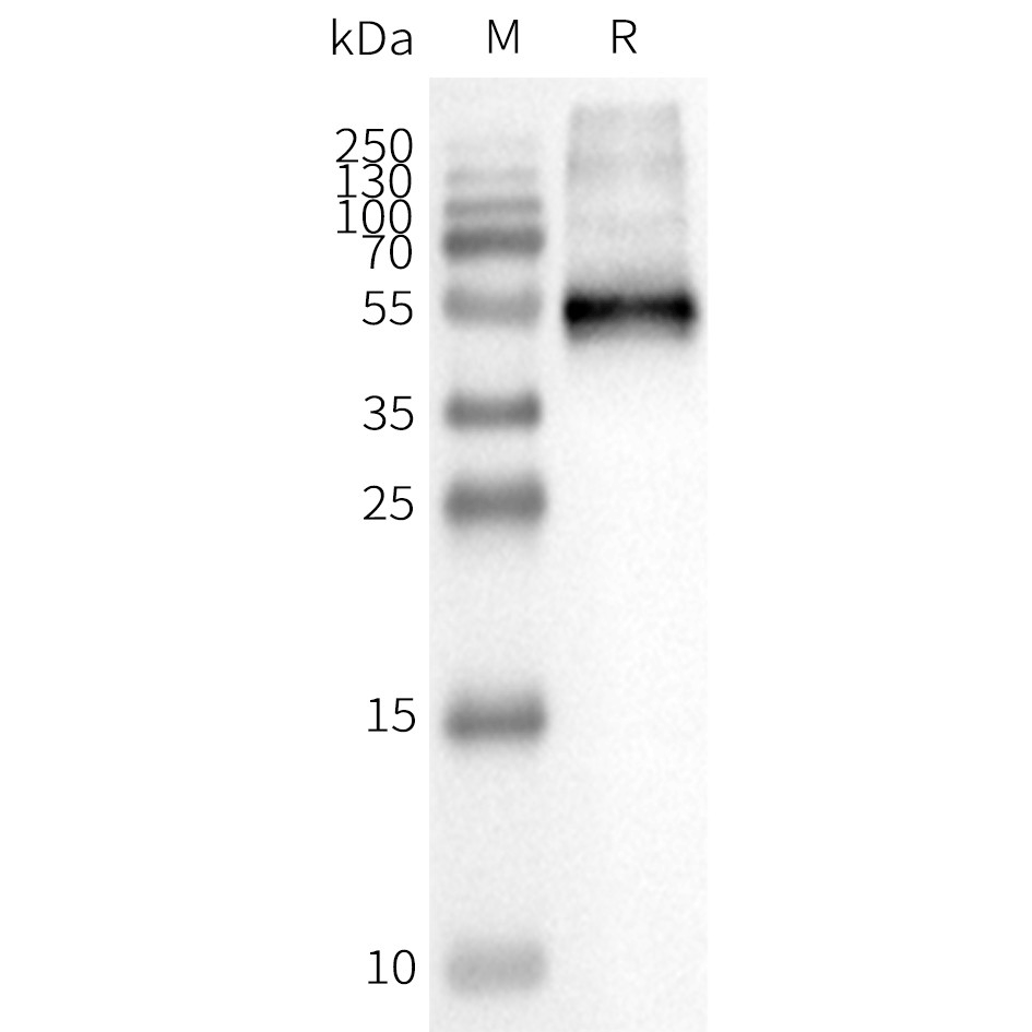 flp400037b-ccr8-wb1.png