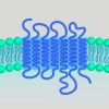 Full Length Transmembrane Proteins