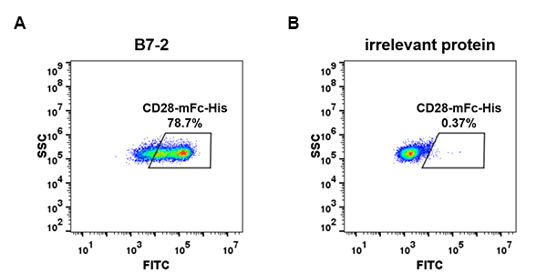 fc-PME100014 CD28 mFc His FC Fig4