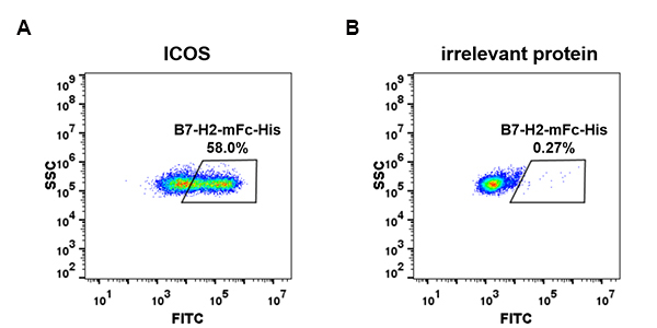 PME100029-B7-H2-mFc-His-FC-Fig2.jpg