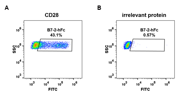 fc-PME100474 B7 2 hFc FC Fig4