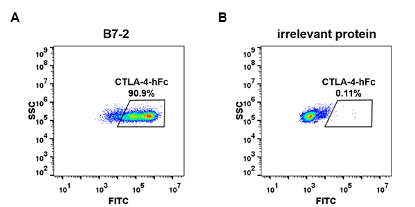 PME100479-CTLA4-hFc-FC-Fig3.jpg