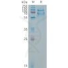 sp-PME C100016 SELPLG Fig.1 SDS PAGE 1