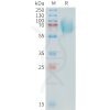 sp-PME C100018 B7 H3 Fig.1 SDS PAGE 1