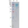 sp-PME C100022 GUCY2C Fig.1 SDS PAGE 1