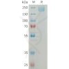 sp-PME M100083 SEZ6 Fig.1 SDS PAGE 1