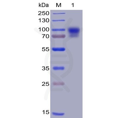 sp-PME100009 SIRPa SDS PAGE 1