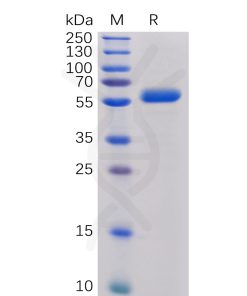 sp-PME100017 CTLA 4 Fig.1 SDS PAGE 1