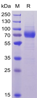 sp-PME100039 CD33 hFc His SP