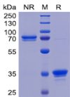 sp-PME100463 TweakR mFc SP 72