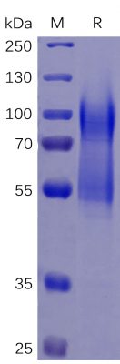 sp-PME100469 CD34 His SP