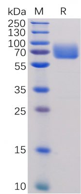 sp-PME100473 B7 1 hFc SP