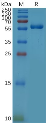 sp-PME101102 CD32a（R167） hFc PAGE 300