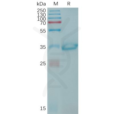 sp-PME101207 CLDN6 Fig.1 SDS PAGE 1