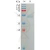 sp-PME101226 ANGPTL7 Fig.1 SDS PAGE 1