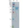 sp-PME101277 GPR75 Fig.1 SDS PAGE 1