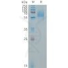 sp-PME101321 EGFRVIII Fig.1 SDS PAGE 1
