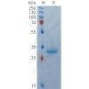 sp-PME101367 BCMA Fig.1 SDS PAGE 1