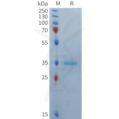 sp-PME101368 BCMA Fig.1 SDS PAGE 1