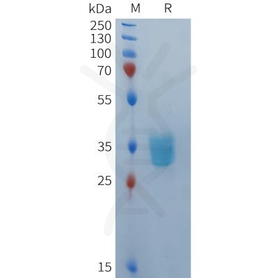 sp-PME101371 BCMA Fig.1 SDS PAGE 1