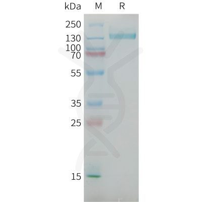 sp-PME101385 CSPG4 Fig.1 SDS PAGE 1