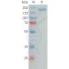 sp-PME101389 CSPG4 Fig.1 SDS PAGE 1