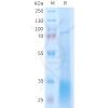 sp-PME101403 GLP2R Fig.1 SDS PAGE 1