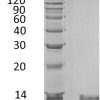 sp-PME30057 CC97 P10145 SDS PAGE 0