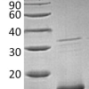 sp-PME30065 CH53 P05230 SDS PAGE 0