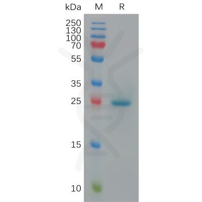 sp-pme c100011 btn3a1 sp1