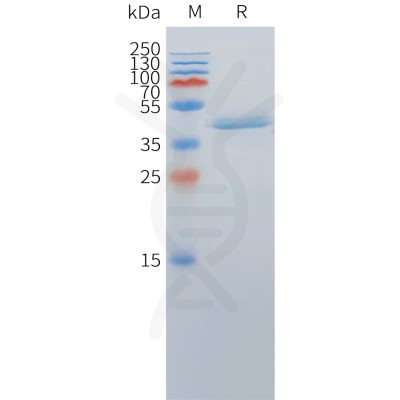 sp-pme c100064 dll3 sp1