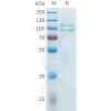 sp-pme c100077 cdh3 sp1