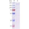 sp-pme c100084 sez6 sp1