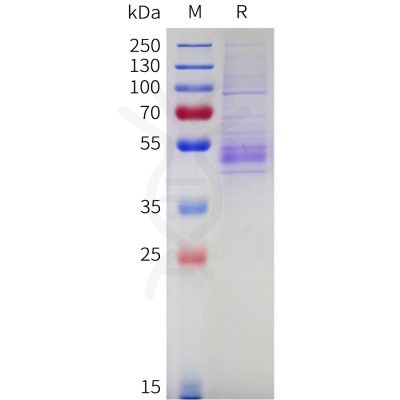 sp-pme c100086 nkg2a sp1