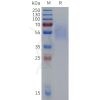 sp-pme c100089 cd19 sp1