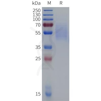 sp-pme c100089 cd19 sp1