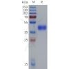 sp-pme c100090 cd38 sp1