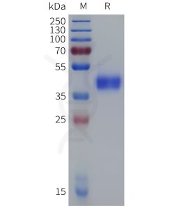 sp-pme c100090 cd38 sp1
